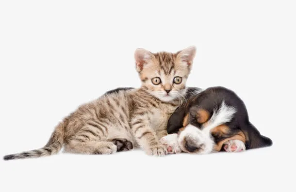 宠物狗猫矢量免抠