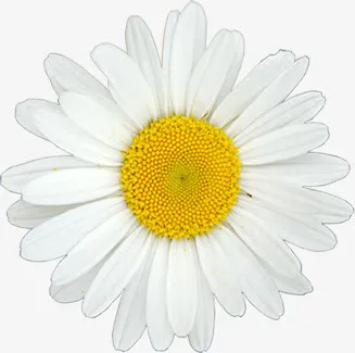 白色重叠花瓣小雏菊医疗免抠