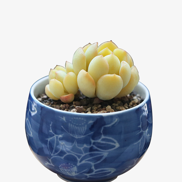多肉植物免抠