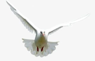 鸽子免抠