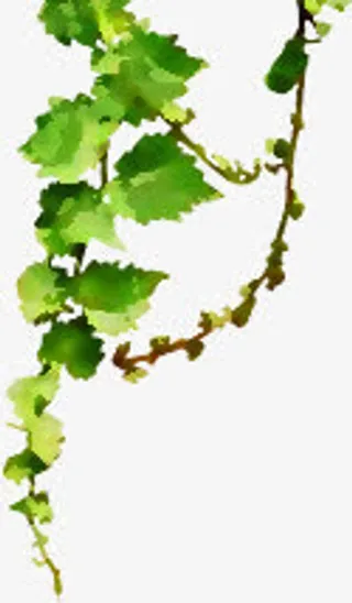 春天绿色手绘藤蔓免抠