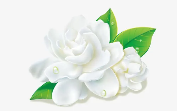 茉莉花免抠