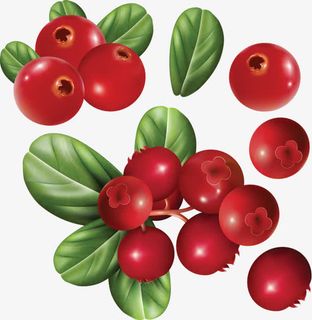 灯笼果蔓越莓免抠