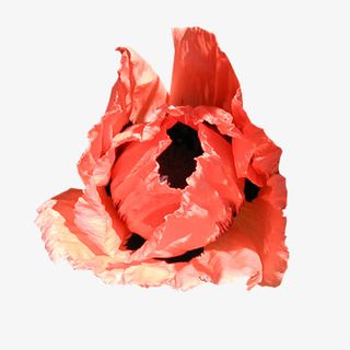 红色盛开的花插画免抠