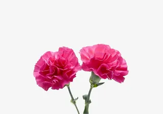 花 红色康乃馨免抠