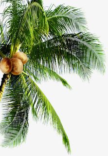 海报摄影沙滩椰子树免抠