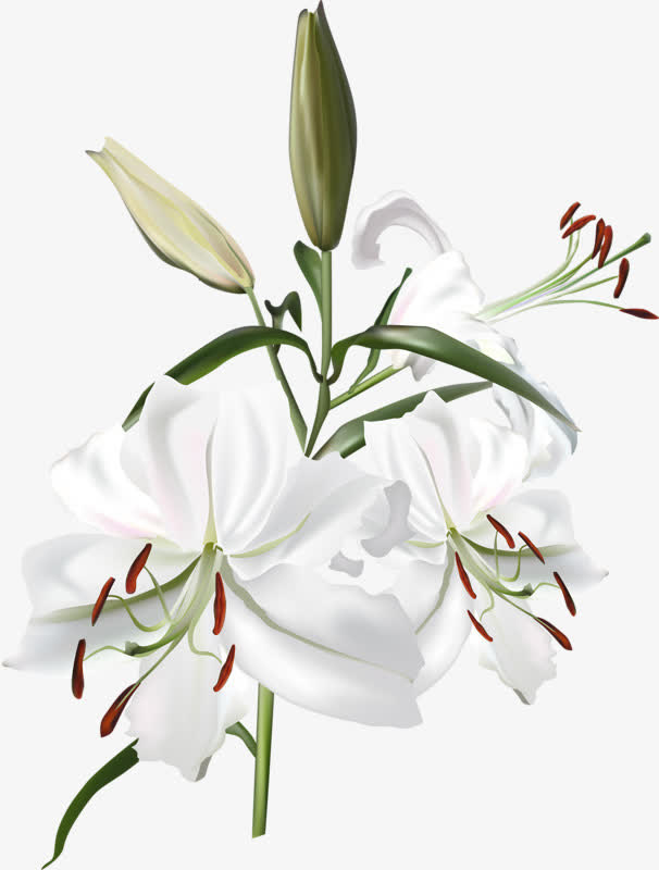手绘花朵免抠
