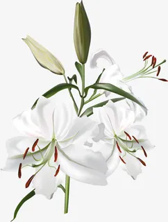 手绘花朵免抠 手绘花朵免抠