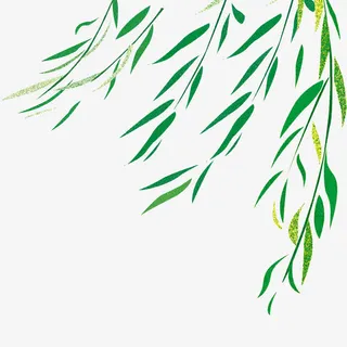 青青柳条免抠