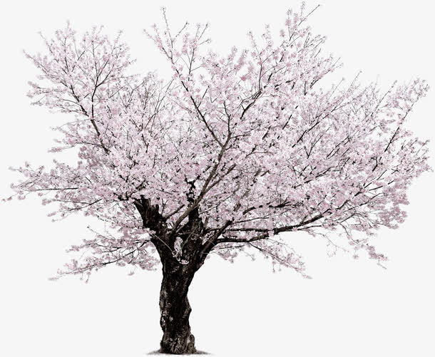 一棵樱花树免抠