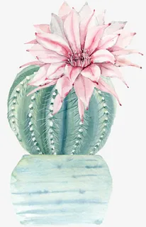 水彩花卉植物仙人掌免抠 水彩花卉植物仙人掌免抠