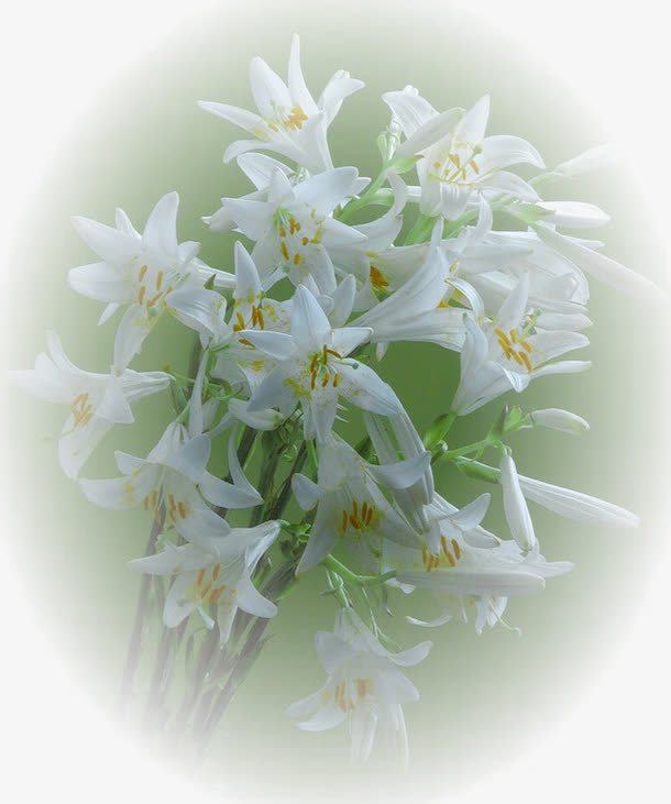 装饰图片花草线描免抠