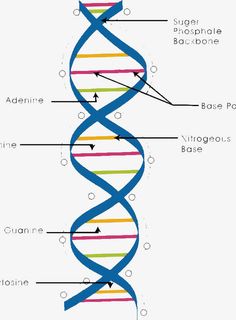 简约基因链图形免抠