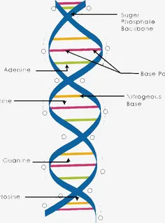 简约基因链图形免抠