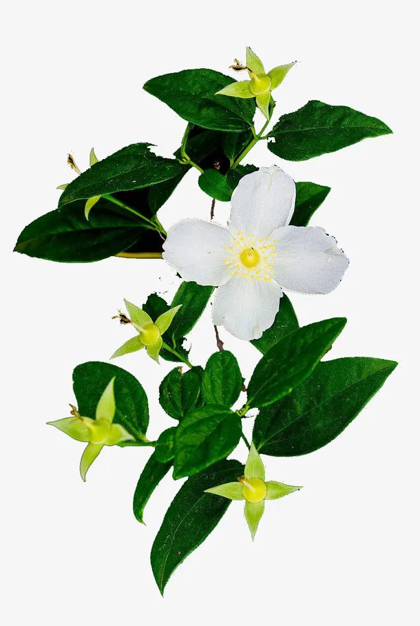 一株白色与黄色茱萸花免抠