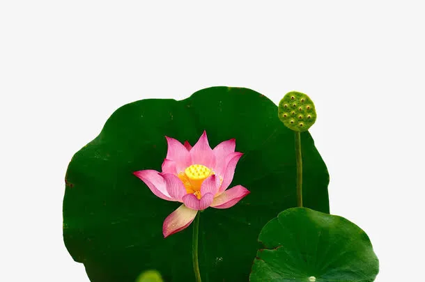 荷花和荷叶免抠