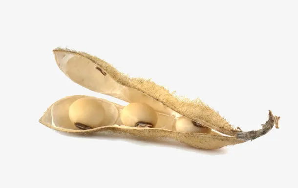 黄豆荚特写免抠