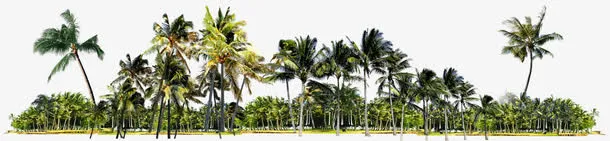 海岛绿色椰树丛免抠