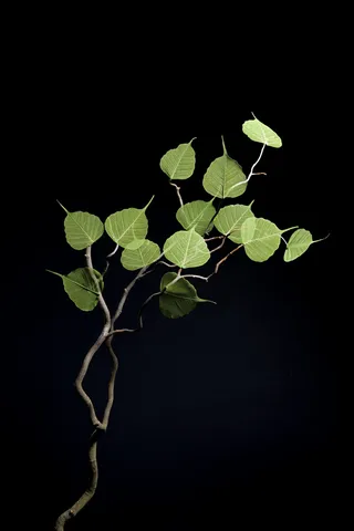 树枝上的绿叶图片素材高清