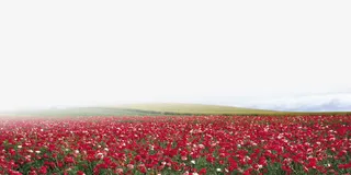 开满鲜花的草原免抠