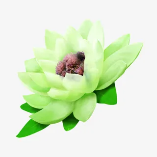 绿色清新花朵免抠