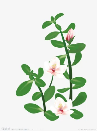 马齿苋开花素材免抠