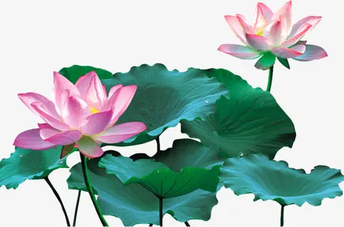 粉色莲花免费下载免抠