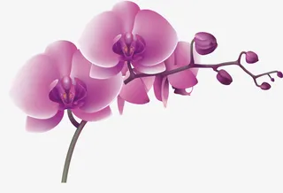 清新唯美手绘玉兰花图片免抠