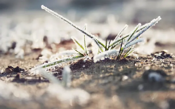 白色树枝冰雪海报背景
