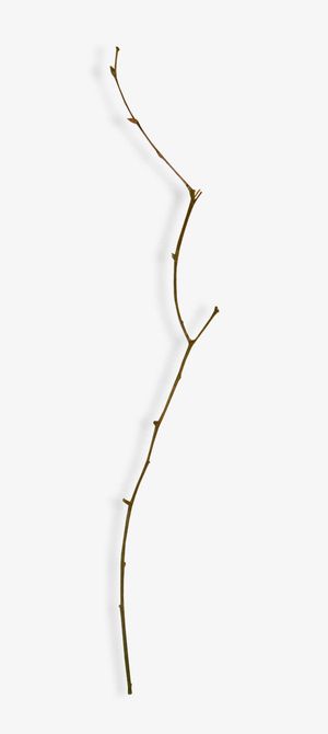 枝条装饰素材免抠