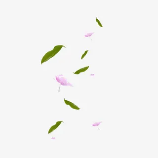 飘落的花瓣免抠