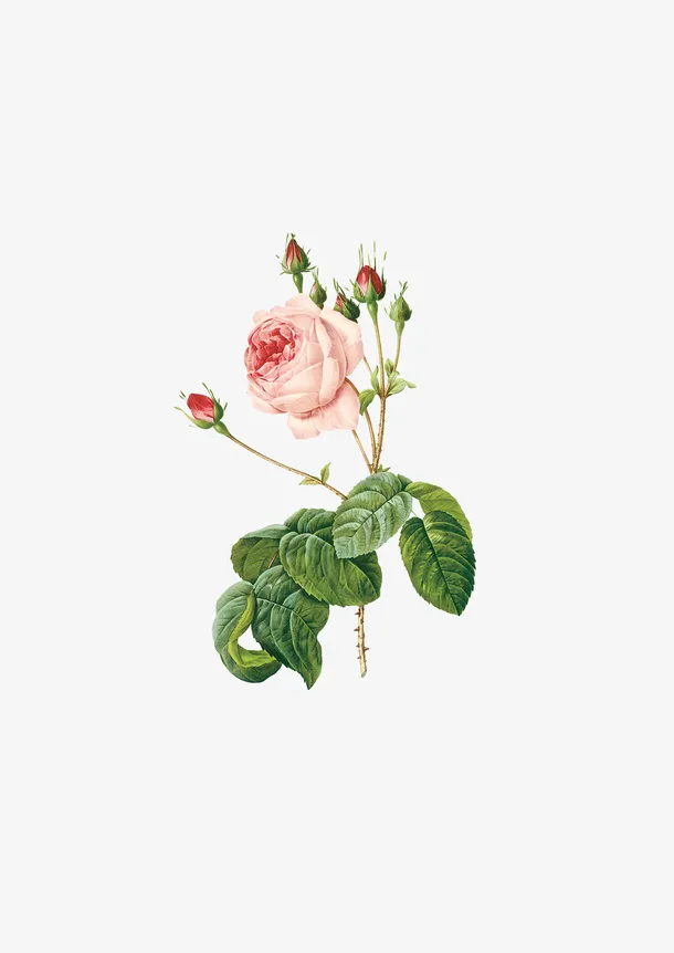 手绘素材花朵鲜花玫瑰免抠