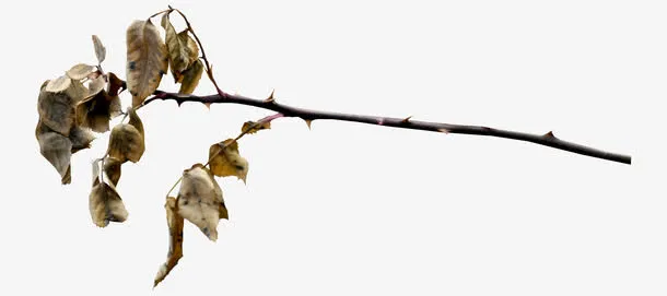 枯萎的树叶免抠