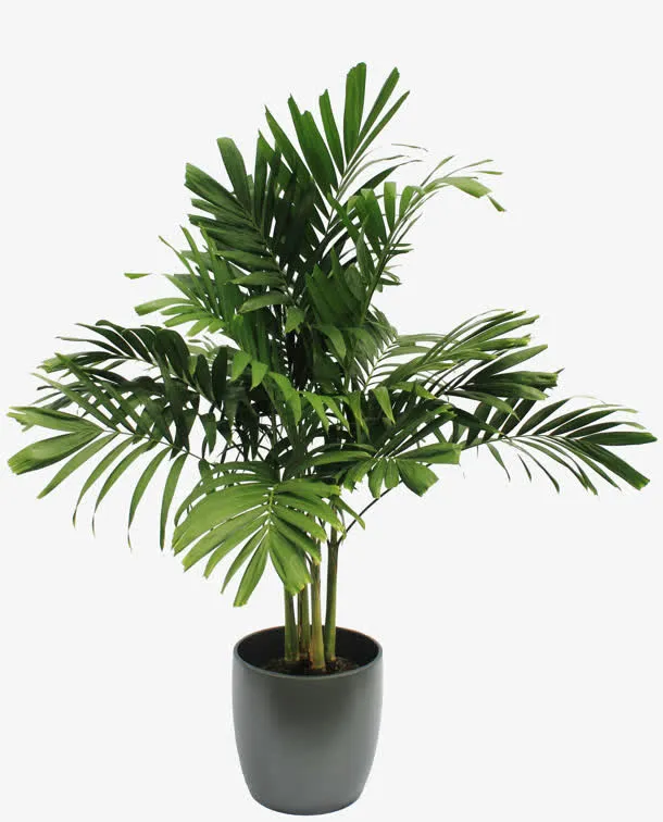 绿色清新盆栽植物免抠