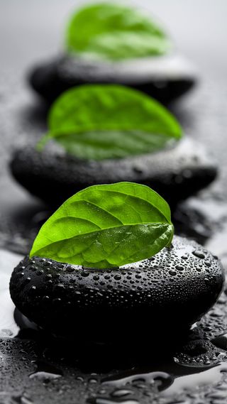 黑色石头绿叶护肤品背景高清