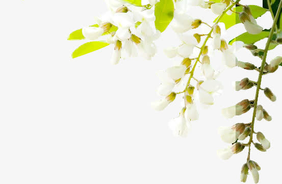 洋槐花免抠