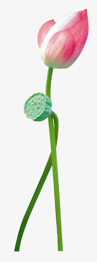 荷花免抠