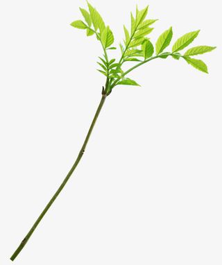 花草设计素材花卉矢量图素材免抠