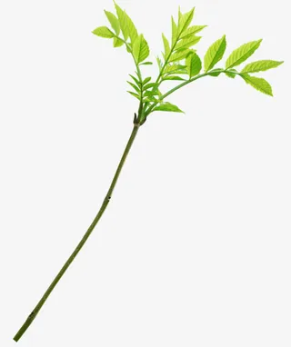 花草设计素材花卉矢量图素材免抠