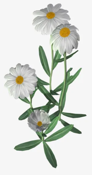 鲜花花草矢量花卉素材免抠