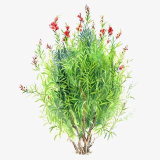 绿色树木手绘树木图片素免抠