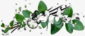 白色花朵树枝绿叶免抠