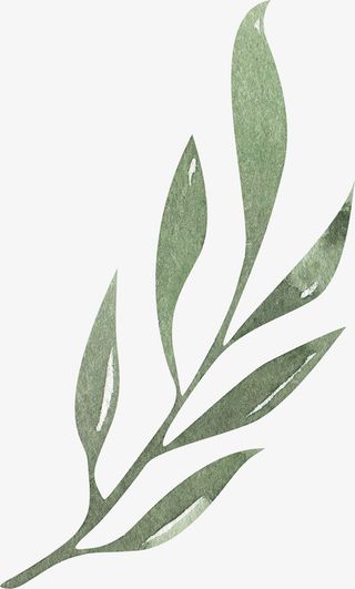 叶子装饰素材图案免抠