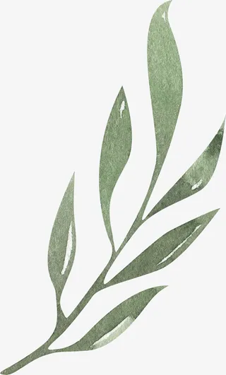 叶子装饰素材图案免抠