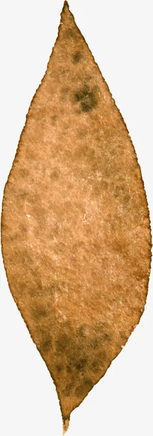 绿色树叶图片素材卡通树叶素材免抠