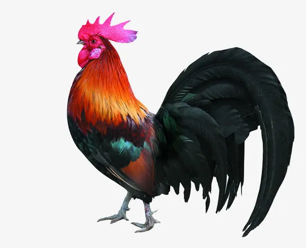 高傲的大公鸡免抠