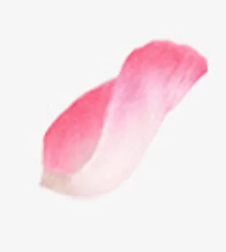粉色花瓣免抠
