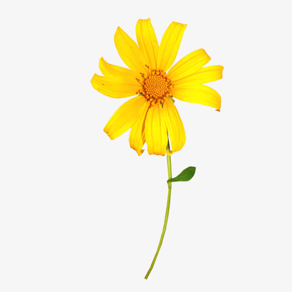 一朵黄花免抠