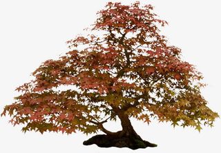 葱郁枫叶树林免抠