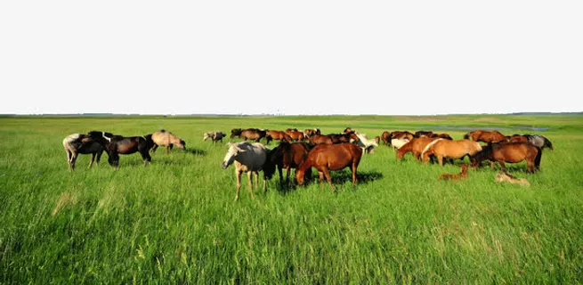 内蒙古景区呼伦贝尔草原免抠